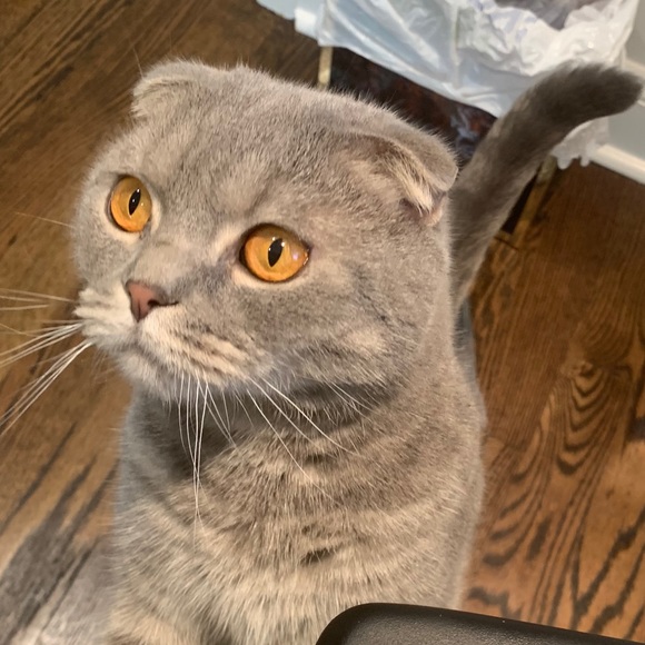 Meet your Posher, Emily - Picture 1 of 1